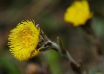 image of flower