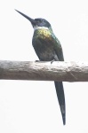 image of jacamar