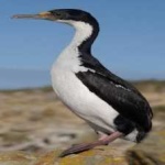 image of bird