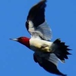 image of red_headed_woodpecker #32