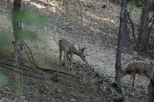 image of animal