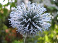 image of flower