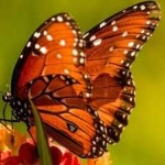 image of animal