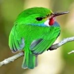 image of bird
