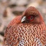 image of bird