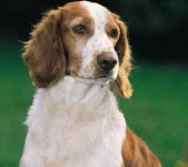 image of welsh_springer_spaniel #15