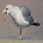 image of bird