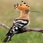 image of bird