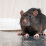 image of animal