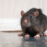 image of rat #27