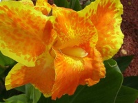 image of flower