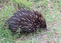 image of echidna