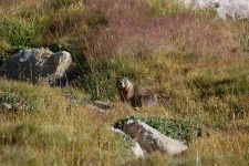 image of marmot