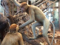 image of proboscis_monkey