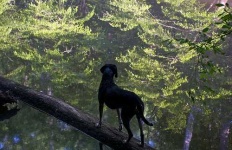 image of bluetick