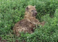 image of hyena