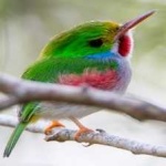 image of bird