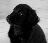 image of flat_coated_retriever