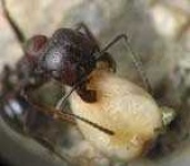 image of ant