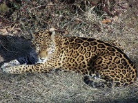 image of jaguar_car