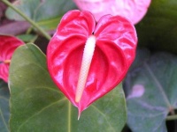 image of flower