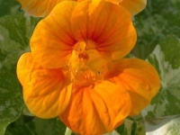 image of flower