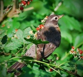 image of robin