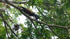 image of howler_monkey