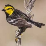 image of bird