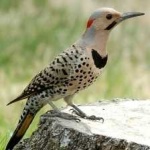 image of bird