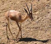 image of gazelle