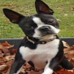 image of animal