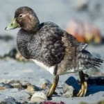 image of bird