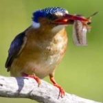 image of bird