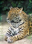 image of jaguar_car