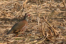 image of partridge