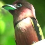 image of banded_broadbill #16