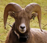 image of bighorn