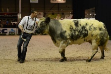 image of animal