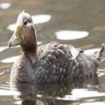 image of bird