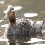 image of steamer_duck #24