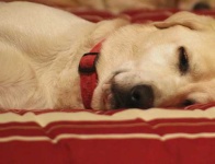 image of labrador_retriever