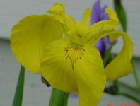 image of yellow_iris #37