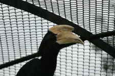 image of hornbill