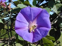 image of flower