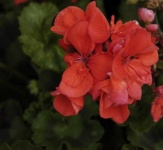 image of geranium #5