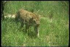 image of animal