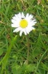 image of daisy