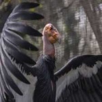 image of bird