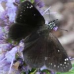 image of animal